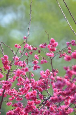 the Cherry blossoms in full bloom at Cheung Chau