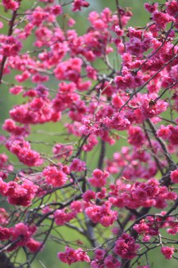 the Cherry blossoms in full bloom at Cheung Chau