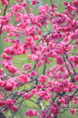 the Cherry blossoms in full bloom at Cheung Chau