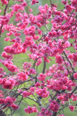 the Cherry blossoms in full bloom at Cheung Chau