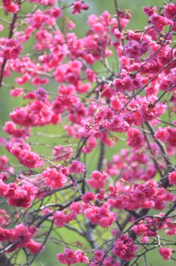 the Cherry blossoms in full bloom at Cheung Chau