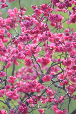 the Cherry blossoms in full bloom at Cheung Chau
