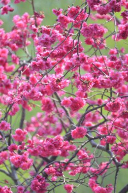 the Cherry blossoms in full bloom at Cheung Chau