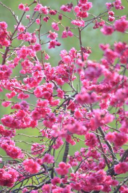 the Cherry blossoms in full bloom at Cheung Chau