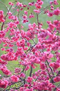 the Cherry blossoms in full bloom at Cheung Chau