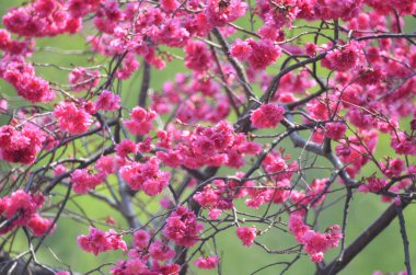 the Cherry blossoms in full bloom at Cheung Chau
