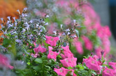 Multicolored flowerbed on a lawn at kowloon park