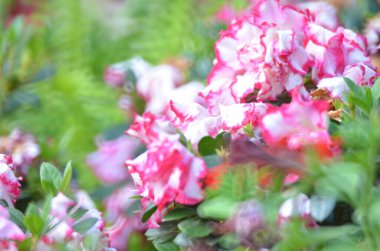 Multicolored flowerbed on a lawn at kowloon park