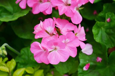 the pink flower bed with nature, spring