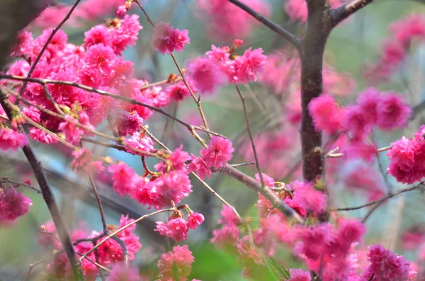 the Cherry blossoms in full bloom at Cheung Chau