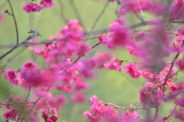the Cherry blossoms in full bloom at Cheung Chau