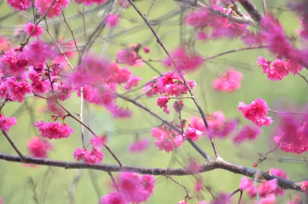 the Cherry blossoms in full bloom at Cheung Chau