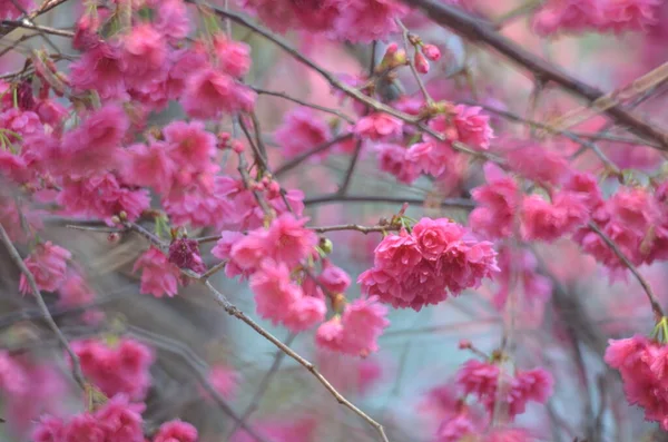 the Cherry blossoms in full bloom at Cheung Chau