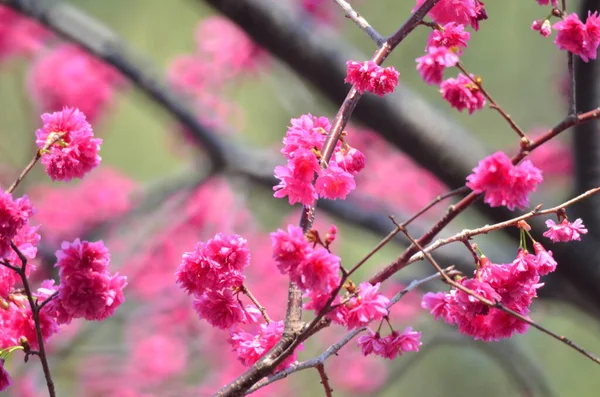 the Cherry blossoms in full bloom at Cheung Chau