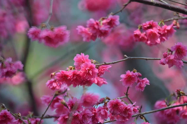 the Cherry blossoms in full bloom at Cheung Chau