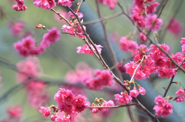 the Cherry blossoms in full bloom at Cheung Chau