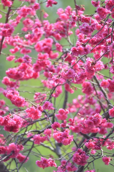 the Cherry blossoms in full bloom at Cheung Chau