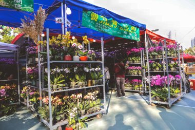 HK Chinese New Year Flower Markets, po hong park 19 Jan 2023