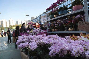 HK Chinese New Year Flower Markets, po hong park 19 Jan 2023
