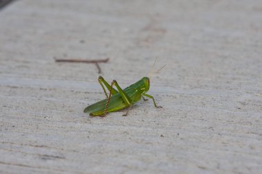 A big grasshoper on the sand close up view.