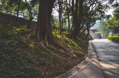 Road in park, Solar spotlights in the park