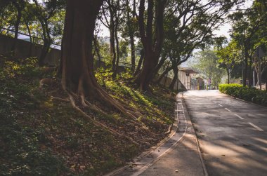 Road in park, Solar spotlights in the park