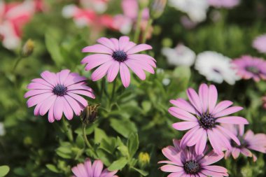 Yeşil yaprakları arka plan üzerinde beyaz papatya çiçekler