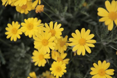 Yeşil yaprakları arka plan üzerinde beyaz papatya çiçekler