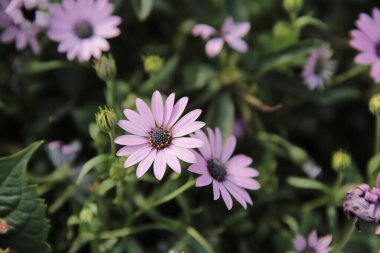 the daisy flowers on green leaves background