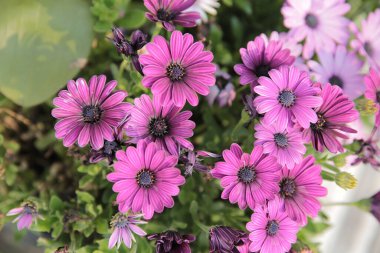 Yeşil yaprakları arka plan üzerinde beyaz papatya çiçekler