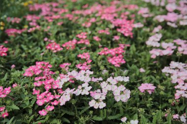 Doğa konsepti, bahçedeki çiçek.