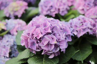 Doğa konsepti, bahçedeki çiçek.