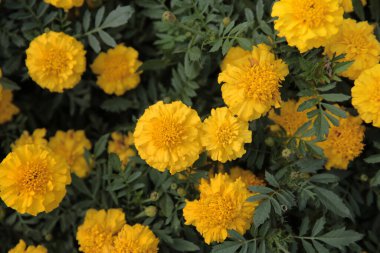 Doğa konsepti, bahçedeki çiçek.