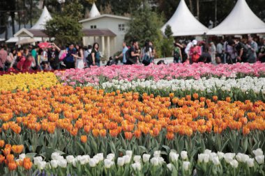 Doğa konsepti, bahçedeki çiçek.