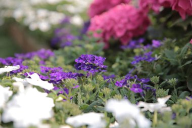 Doğa konsepti, bahçedeki çiçek.