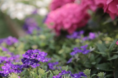 Doğa konsepti, bahçedeki çiçek.