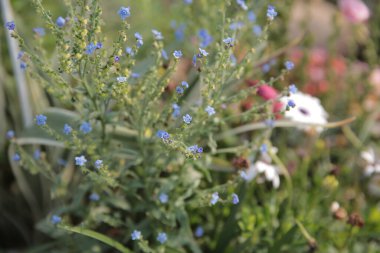 Doğa konsepti, bahçedeki çiçek.