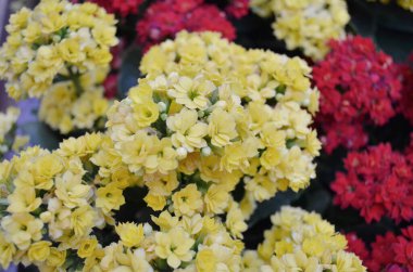 Doğa konsepti, bahçedeki çiçek.