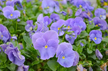 an Viola wittrockiana blue flowers with green