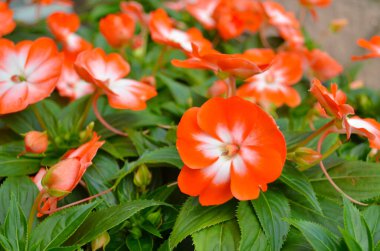 a Beautiful red small flower in garden, stock photo.
