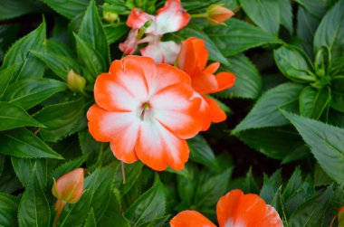 a Beautiful red small flower in garden, stock photo.
