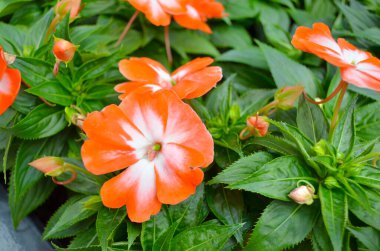 a Beautiful red small flower in garden, stock photo.
