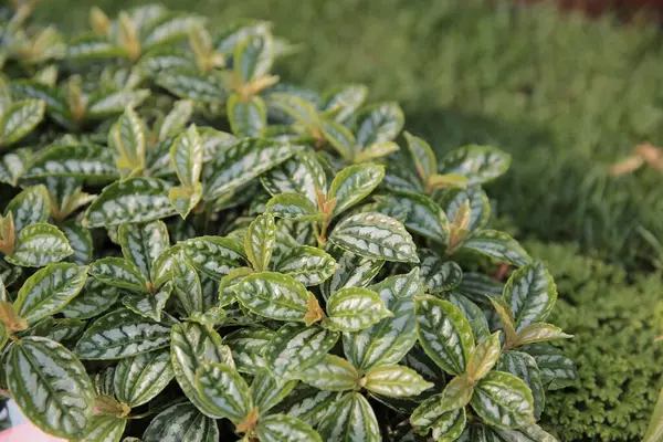a Lush foliage of decorative plant Pilea cadierei