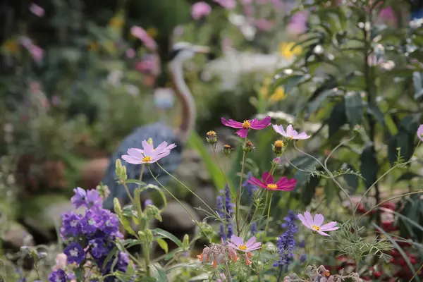 Pink garden cosmos flower in the garden of the nature.
