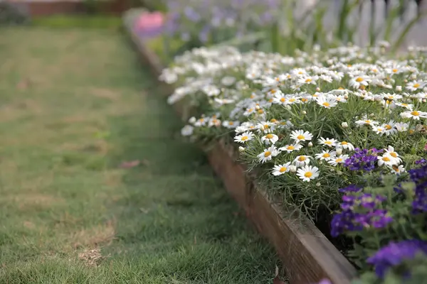 Doğa konsepti, bahçedeki çiçek.