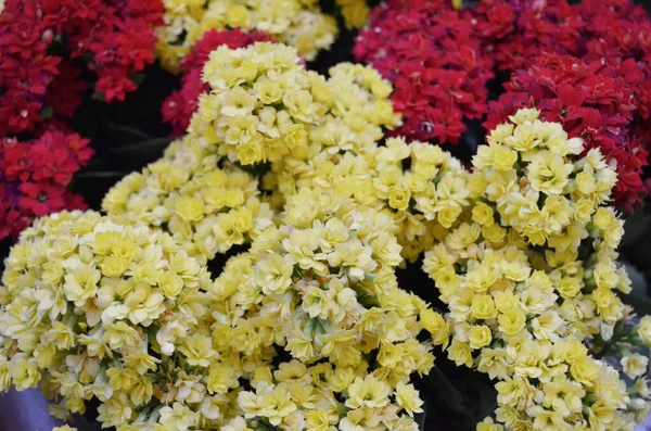 Doğa konsepti, bahçedeki çiçek.