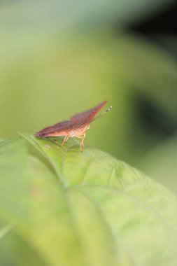 the brick butterfly insect, the nature concept image