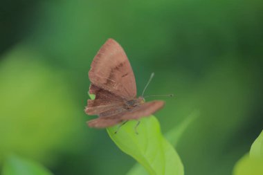 the brick butterfly insect, the nature concept image