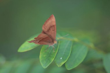 the brick butterfly insect, the nature concept image