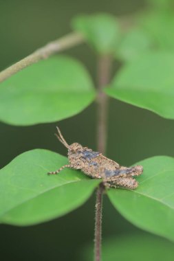 Yeşil yapraklı bir çekirgenin makro fotoğrafı.